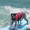 Stylish Dog Life Vest Stylish Dog Life Vest