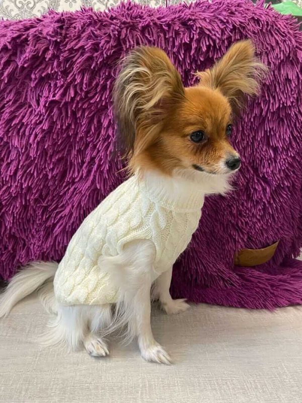 Sweater for Small Dogs Sweater for Small Dogs