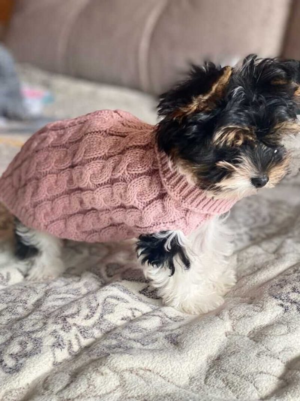 Sweater for Small Dogs Sweater for Small Dogs