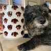 Upload Image Portrait Coffee Mug For Dog Cat, T368 HN590 Upload Image Portrait Coffee Mug For Dog Cat, T368 HN590